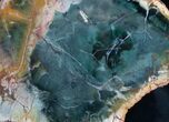 Emerald Green Zimbabwe Petrified Wood Slice #7802-1